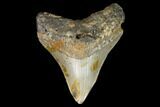 3.24" Fossil Megalodon Tooth - North Carolina - #129970-1